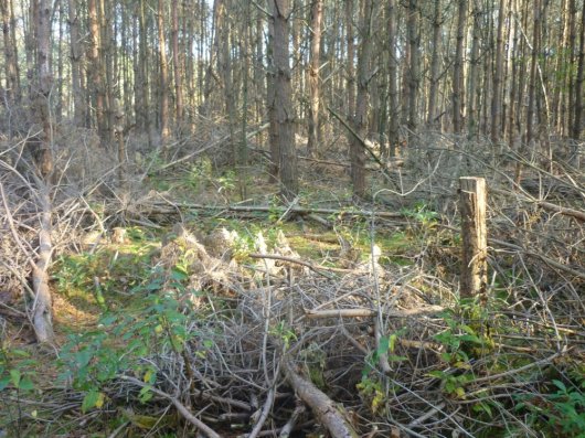 Door een dunning is de lichthoeveelheid onder deze grove dennen flink toegenomen en krijgt Amerikaanse vogelkers de kans om zich te vestigen (Foto Bart Nyssen)