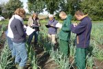 Veldtoetsen met natuurlijke infectie