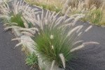 Fraai Lampenpoetsergras (Pennisetum setaceum) [bron: Kenraiz Krysztof Ziarnek, Wikimedia Commons, 2016]