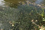 Verspreidbladige waterpest, Musselkanaal Groningen (Foto Willem Braam)