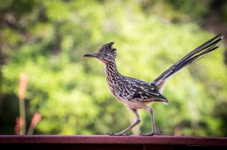 Roadrunner