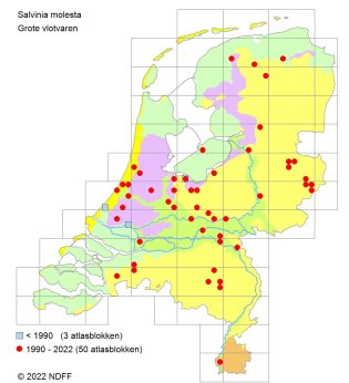 Verspreiding Grote Vlotvaren in Nederland 