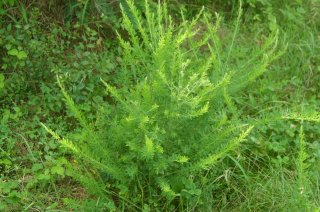 Chinese struikklaver (Lespedeza cuneata). Foto: Wikimedia Commons, Dalgial, 2008)