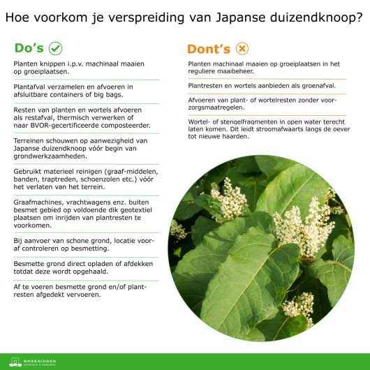 Do's & Dont's Japanse duizendknoop 