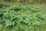 Sosnowsky berenklauw jonge planten in het voorjaar (Foto Wikkimedia Commons, Krzysztof Ziarnek)