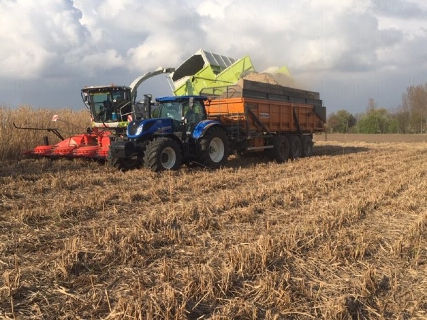 Figure 1, Miscanthus harvest (Cradle Crops)