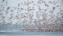 De Noordzee is een ‘antropogene zee’ geworden. Beeld: Jeroen Hoekendijk