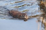 Zwemmende muskusrat (Ondatra zibethicus) (Foto: Cephas, Wikimedia Commons, 2022)