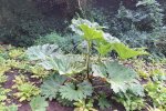 Gewone gunnera (Gunnera tinctoria) (Foto: Chris van Dijk, 2024)