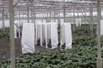 Zaadproductie van geselecteerde en gekruiste spinazieplanten