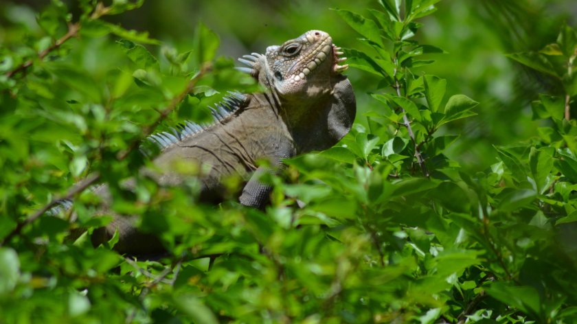 Adult Lesser Antillean iguana. Credits: Julian Thibaudier