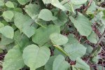 The big leaves are light green and heart-shaped.